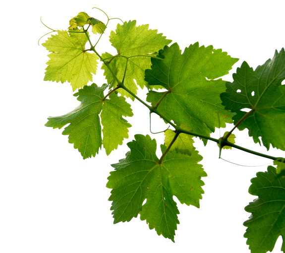 Grape Vine Leaves
